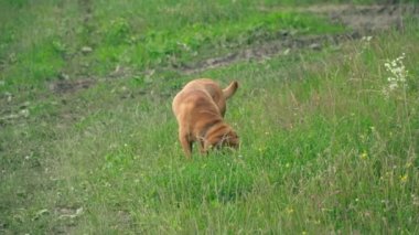 Shar pei Köpek çim
