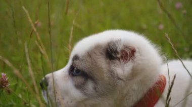 Alabai doğurmak köpek yavrusu