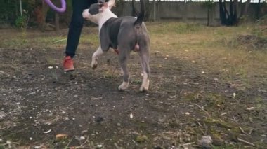 köpek yavrusu stafford sahada oynuyor.