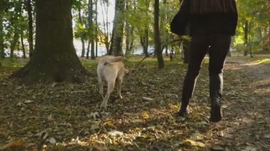 köpek doğurmak Labrador Park