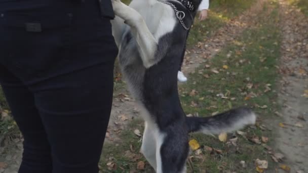 Hund rasen husky i naturen — Stockvideo