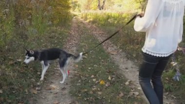 bir köpek ırkı Husky kızla