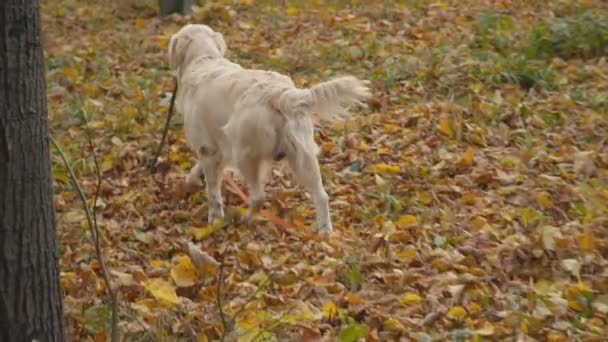 Pies rasy golden retriever — Wideo stockowe