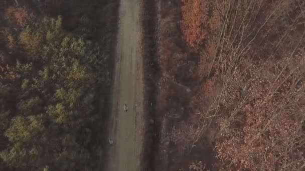 Strada sterrata foresta uccelli-occhio — Video Stock