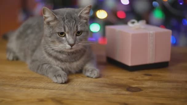 Kat op een houten tafel tegen de achtergrond van een gloeiende Kerstboom — Stockvideo