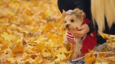 kızla köpek doğurmak Yorkshire korkunç