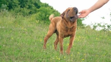 cins shar pei