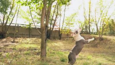köpek yavrusu stafford sahada oynuyor.