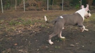 köpek yavrusu stafford sahada oynuyor.