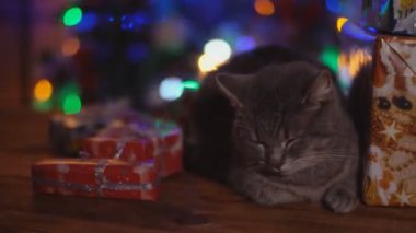 kedi arka planı parlayan bir Noel ağacı ahşap bir masa üzerinde