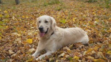 Köpek çiftleşmesi Golden Retriever
