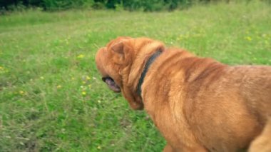 cins shar pei