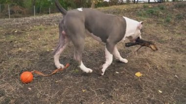 köpek yavrusu stafford sahada oynuyor.