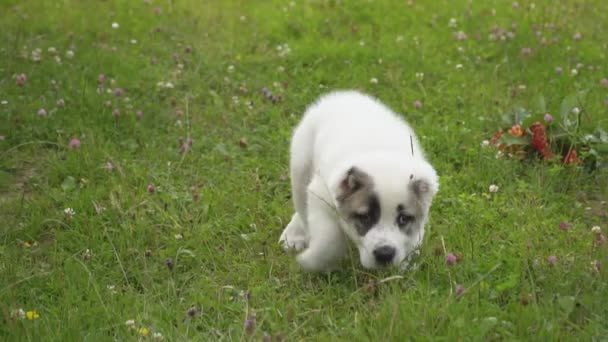 Puppy van het ras van de Alabai — Stockvideo