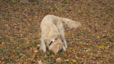 Köpek çiftleşmesi Golden Retriever