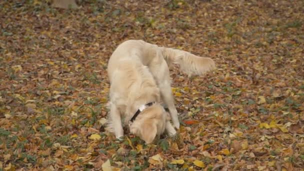 Hond ras gouden retriever — Stockvideo