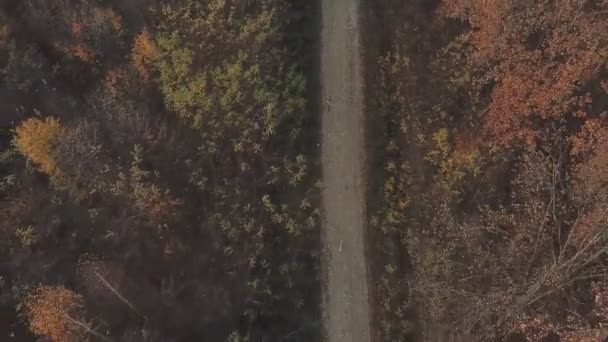 Пташине око лісова брудна дорога — стокове відео