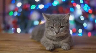 kedi arka planı parlayan bir Noel ağacı ahşap bir masa üzerinde