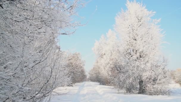 Bomen bedekt met vorst — Stockvideo