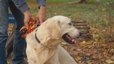 Köpek çiftleşmesi Golden Retriever