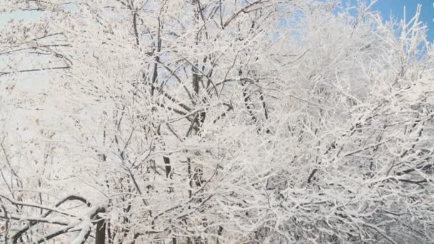 Trees covered with frost — Stock Video