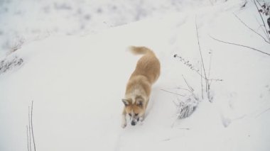Köpek kar üzerinden çalışır