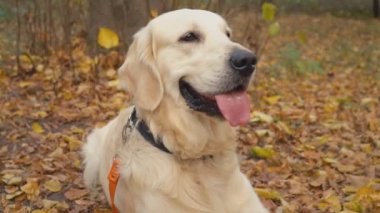 Köpek çiftleşmesi Golden Retriever