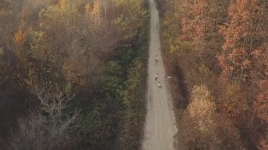 kuş-göz orman toprak yol
