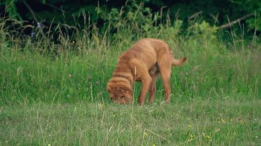 cins shar pei