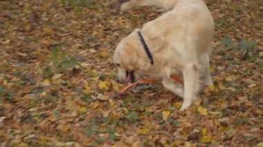 Köpek çiftleşmesi Golden Retriever