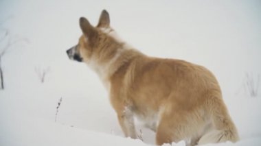Köpek kar üzerinden çalışır