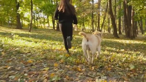 Rasy psów Labrador w parku — Wideo stockowe