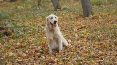 Köpek çiftleşmesi Golden Retriever