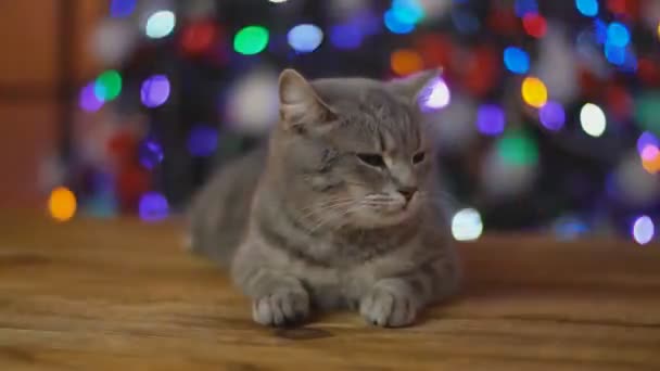 Кошка на деревянном столе на фоне светящейся елки — стоковое видео