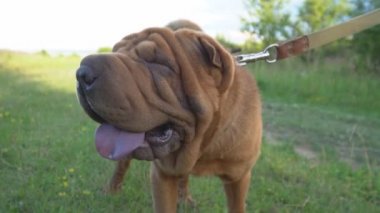 cins shar pei