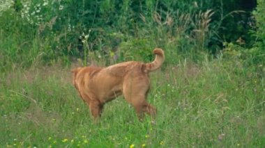 cins shar pei