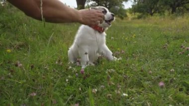 Alabai doğurmak köpek yavrusu