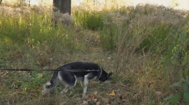 doğada husky köpek doğurmak