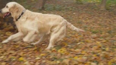 Köpek çiftleşmesi Golden Retriever