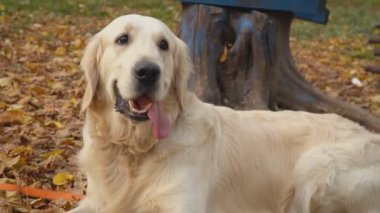 Köpek çiftleşmesi Golden Retriever