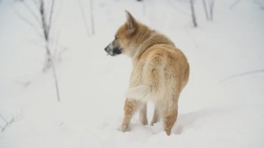 Köpek kar üzerinden çalışır