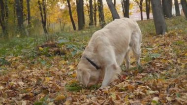Köpek çiftleşmesi Golden Retriever