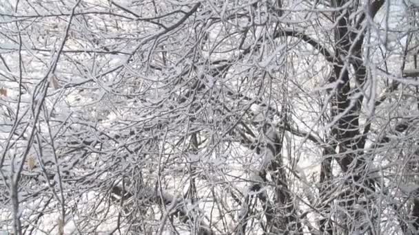 Bäume mit Frost bedeckt — Stockvideo