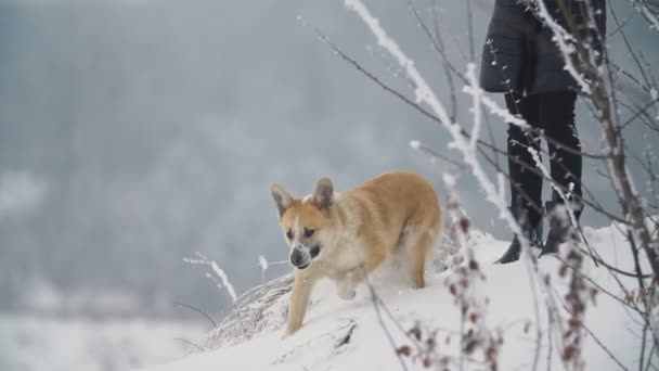 Hunden går genom snön — Stockvideo