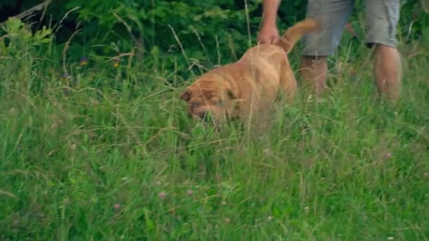 The breed of shar pei — Stock Video