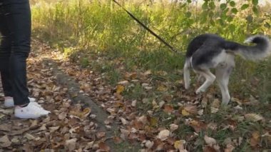bir köpek ırkı Husky kızla