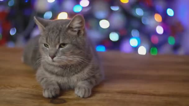 Katt på ett träbord mot bakgrund av en glödande julgran — Stockvideo