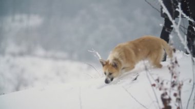 Köpek kar üzerinden çalışır