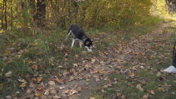 Perro raza husky en la naturaleza — Vídeos de Stock