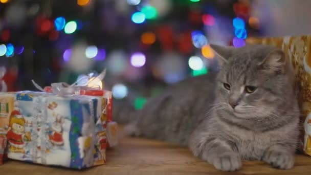 輝くクリスマス ツリーの背景に木製のテーブルの上の猫 — ストック動画